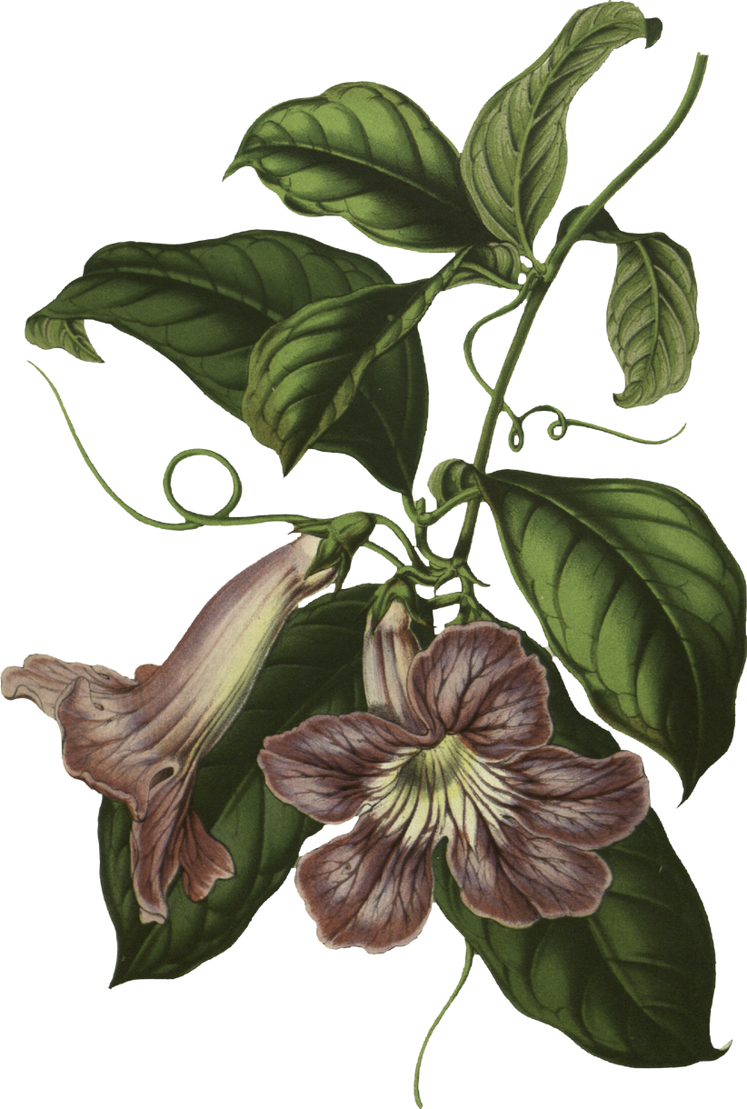 Floral Plant Illustration